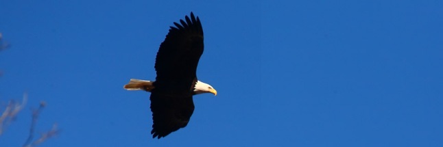 65981 flying bald eagle blog